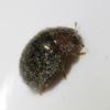 Rhyzobius lophanthae